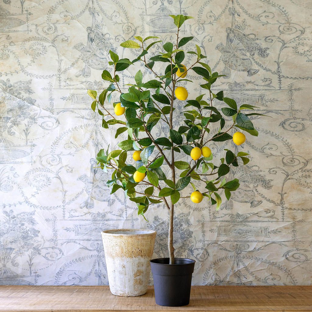 Lemon Tree in Plastic Pot-Fiore Verde