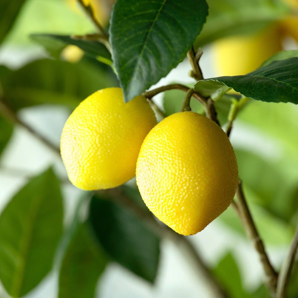 Lemon Tree in Plastic Pot-Fiore Verde
