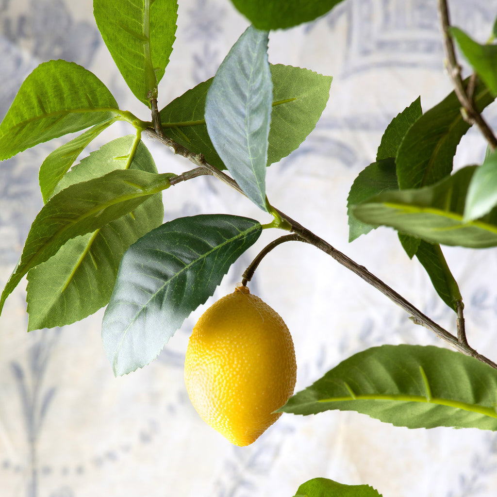Lemon Tree in Plastic Pot-Fiore Verde
