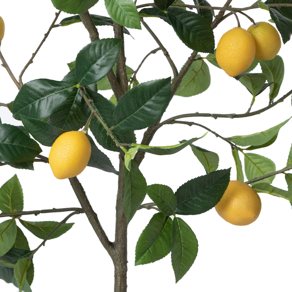 Lemon Tree in Plastic Pot-Fiore Verde
