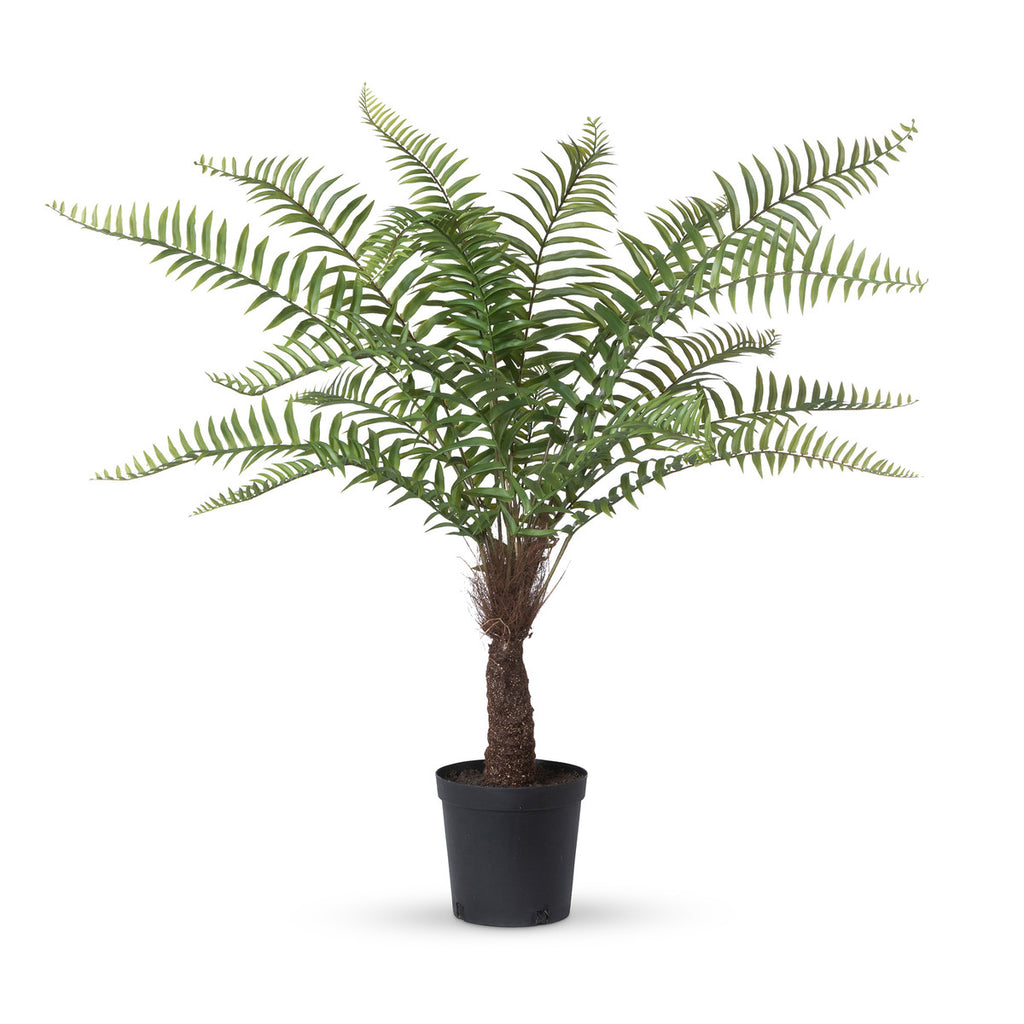 Giant Tree Fern in Growers Pot, 44 in.-Fiore Verde