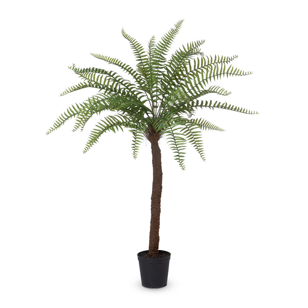 Giant Tree Fern in Growers Pot, 83 in.-Fiore Verde
