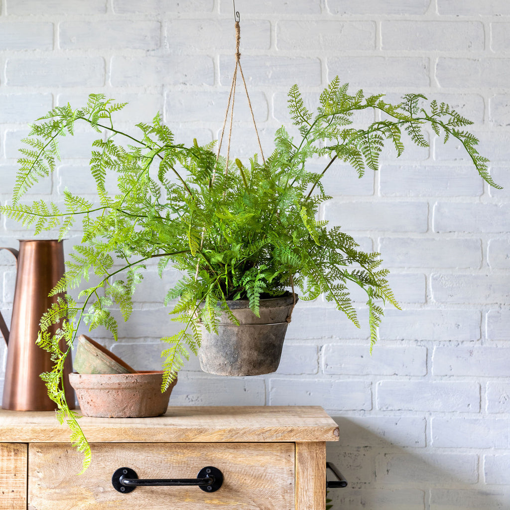 Potted Hanging Fern, Large-Fiore Verde