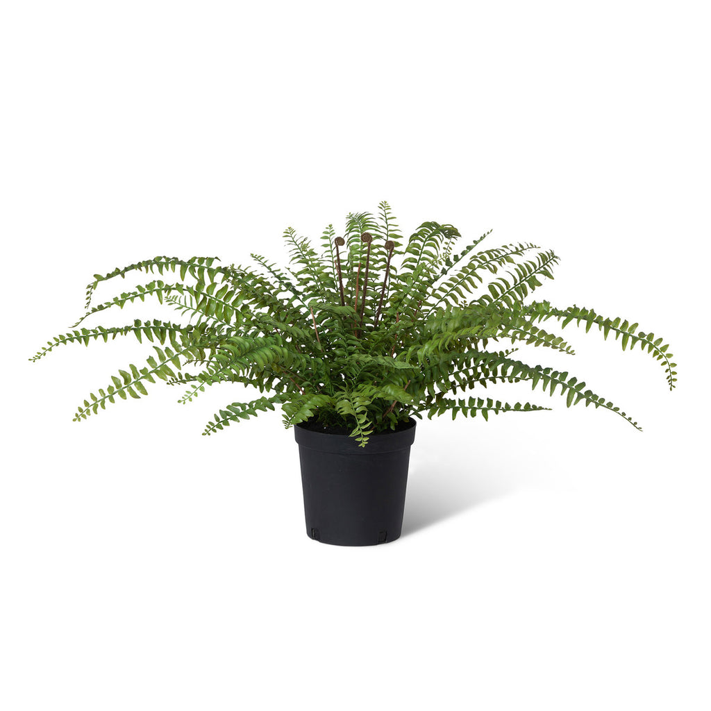 Fern In Growers Pot-Fiore Verde