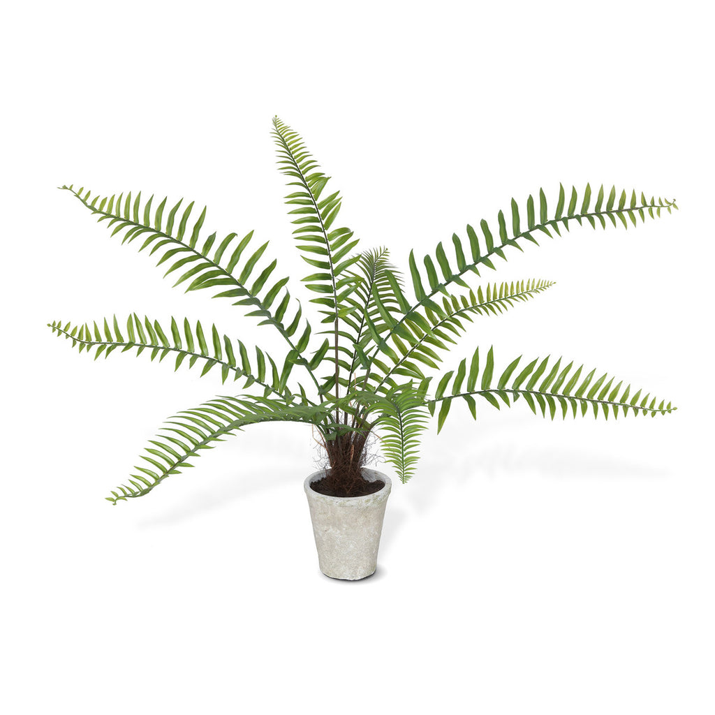 Flat Fern, Potted-Fiore Verde