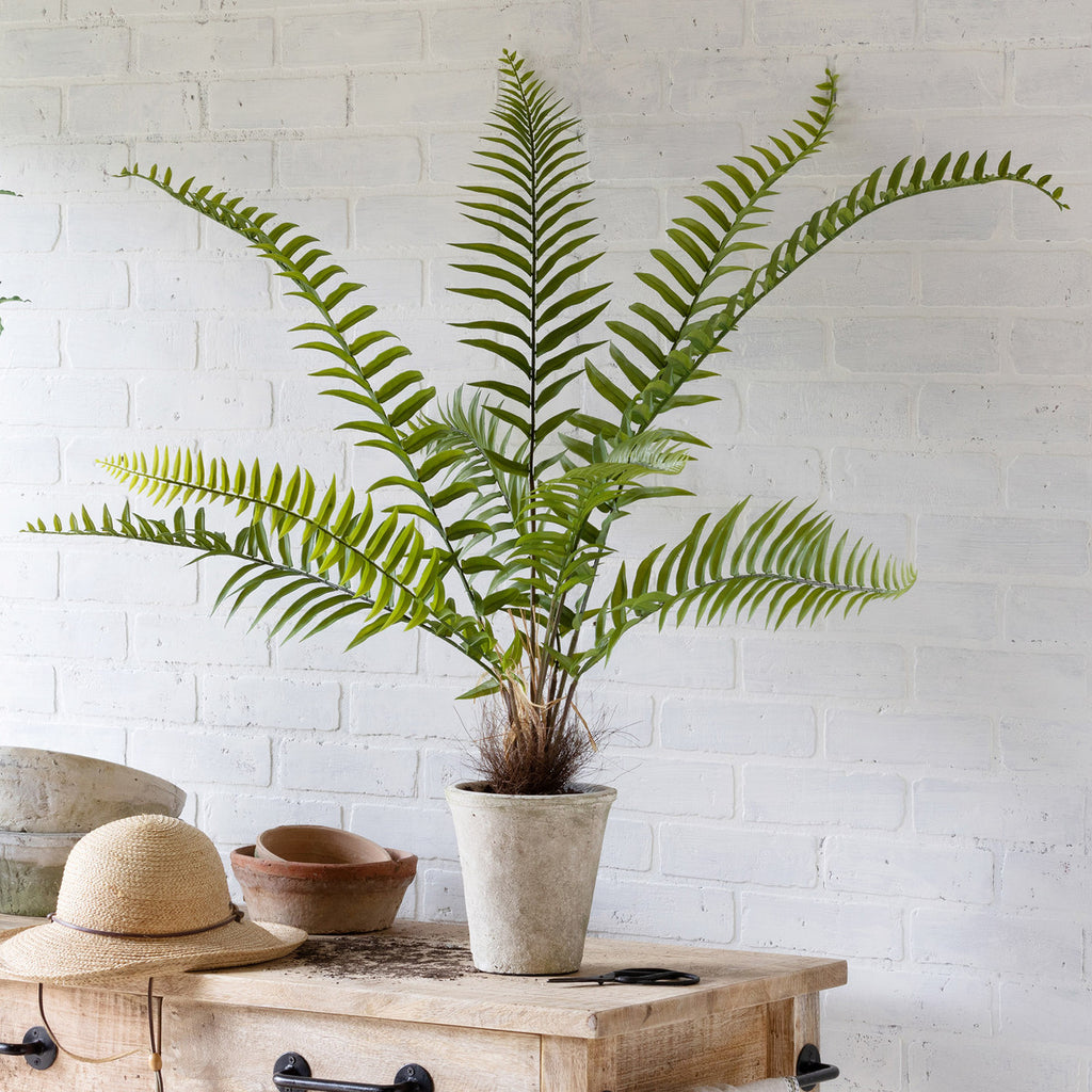 Flat Fern, Potted-Fiore Verde