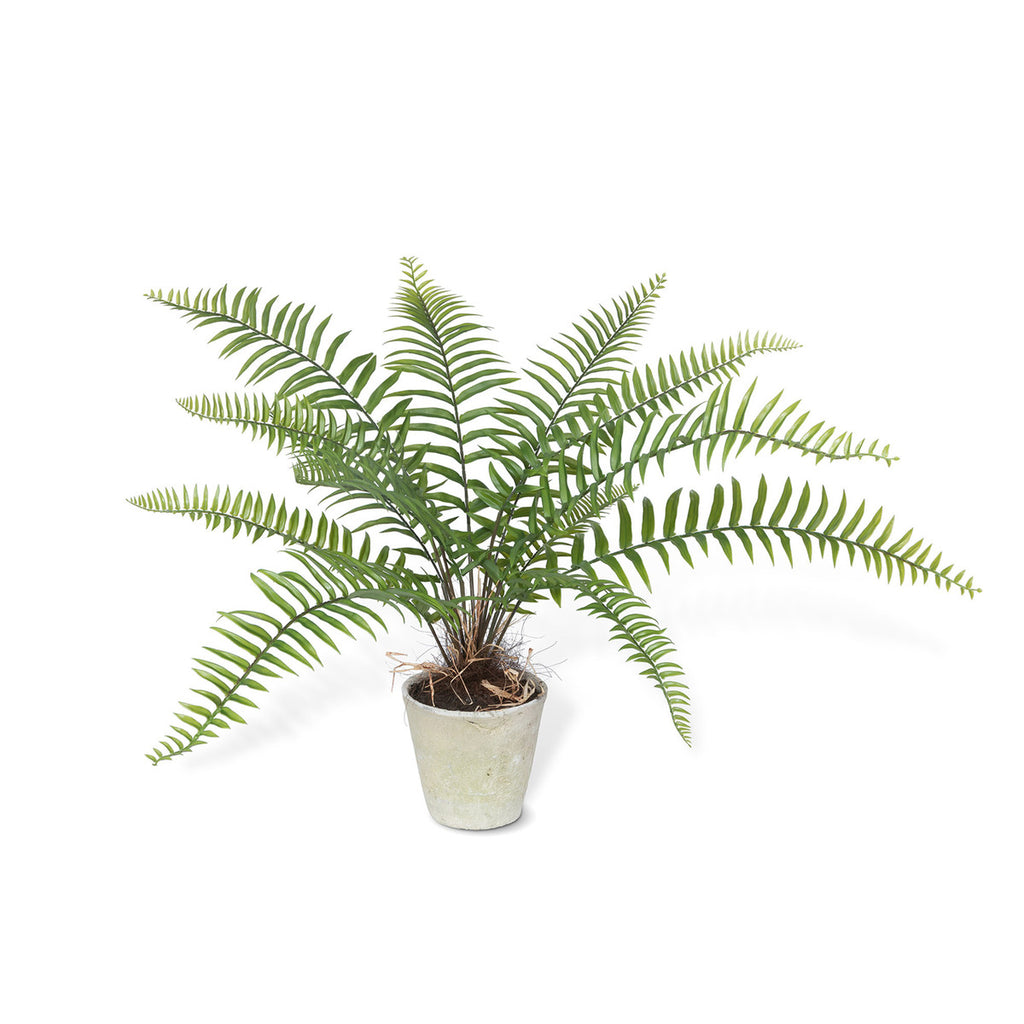 Large Flat Fern, Potted-Fiore Verde