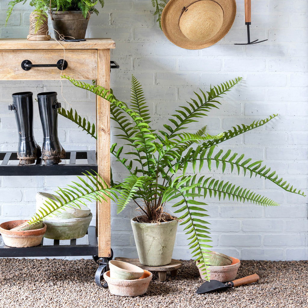 Large Flat Fern, Potted-Fiore Verde
