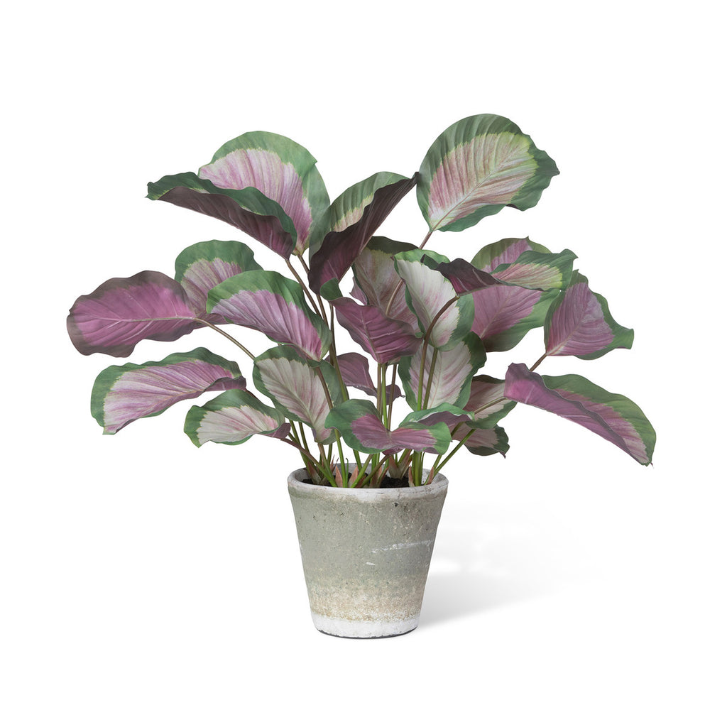 Calathea Plant, Potted, Pink Green-Fiore Verde