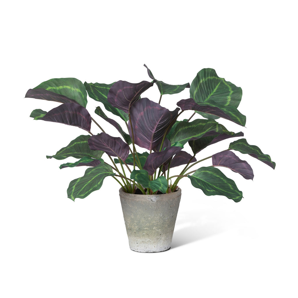 Calathea Plant, Potted, Green-Fiore Verde