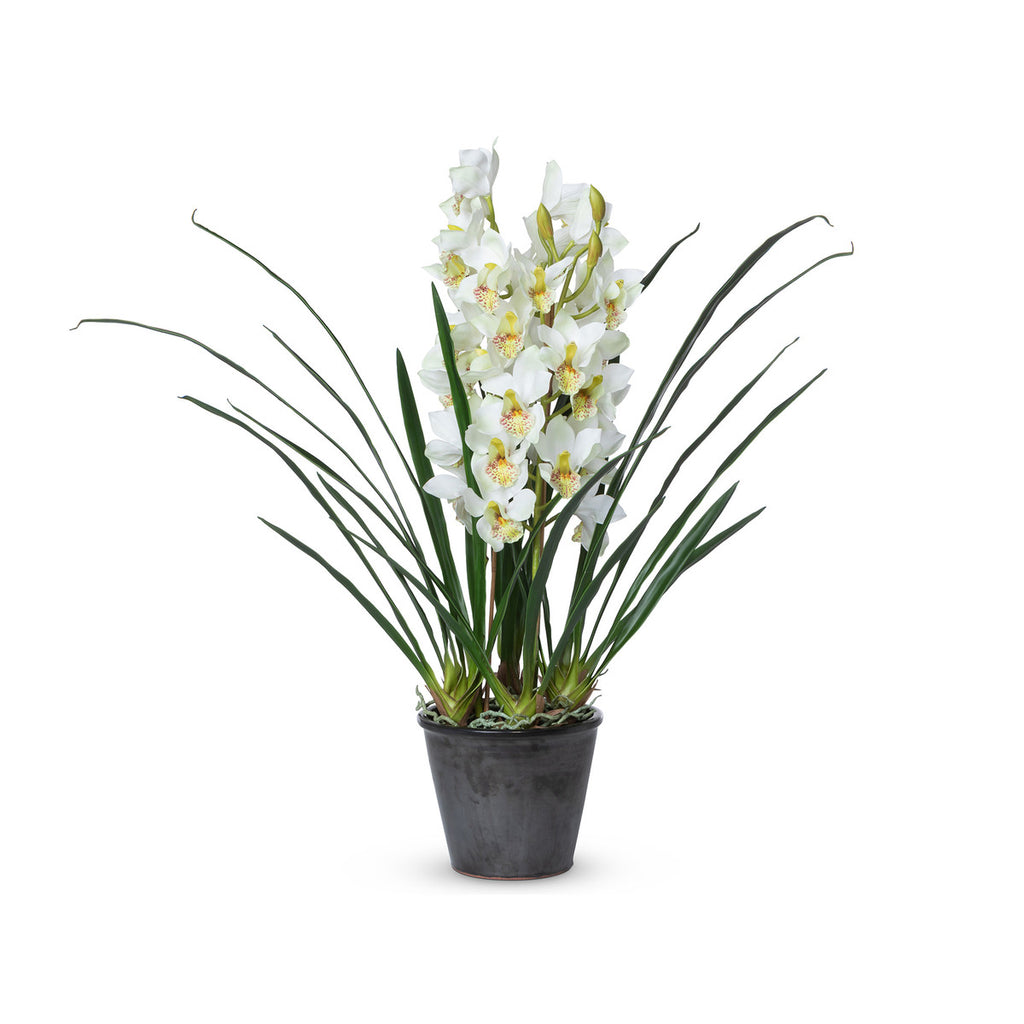 Cymbidium Plant, Potted-Fiore Verde