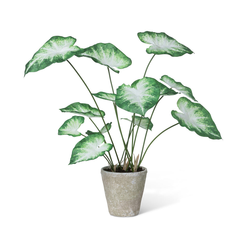 Caladium, Potted, Green White-Fiore Verde