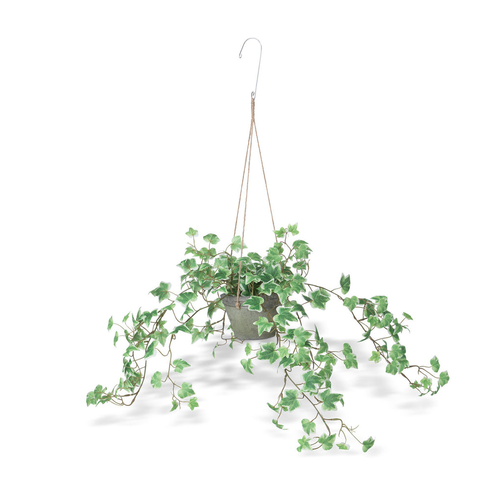 Variegated Ivy Plant, Hanging-Fiore Verde