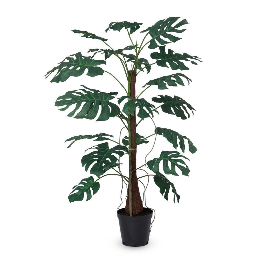 Climbing Giant Monstera Plant in Growers Pot-Fiore Verde