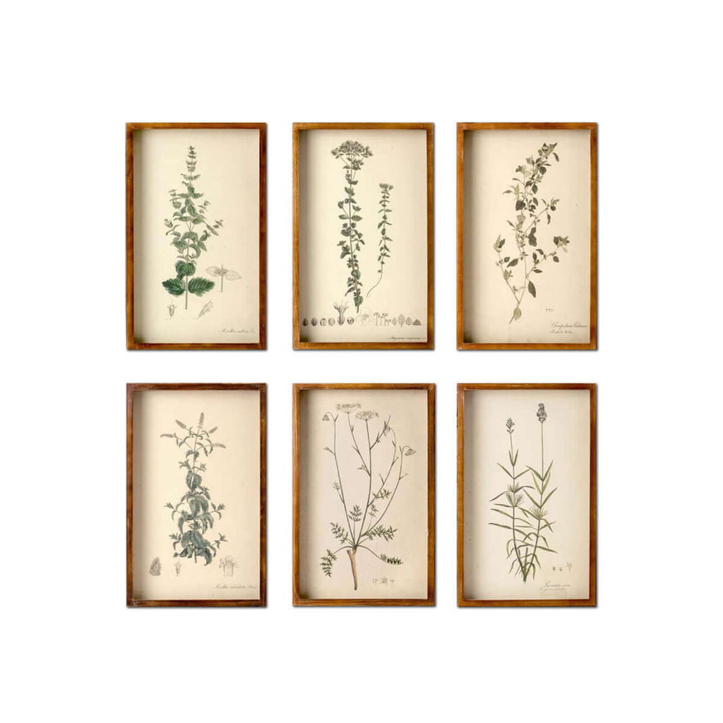 Collected Botanical Framed Prints, Set of 6-Fiore Verde