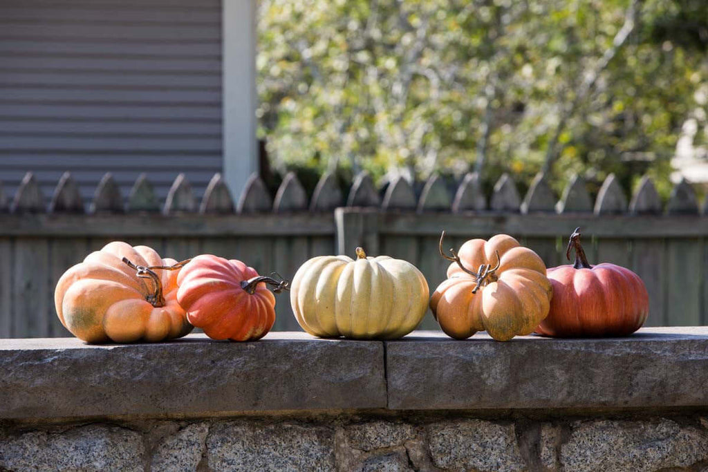 Kentucky Field Pumpkin Collection, Set of 5, Assorted Styles-Fiore Verde