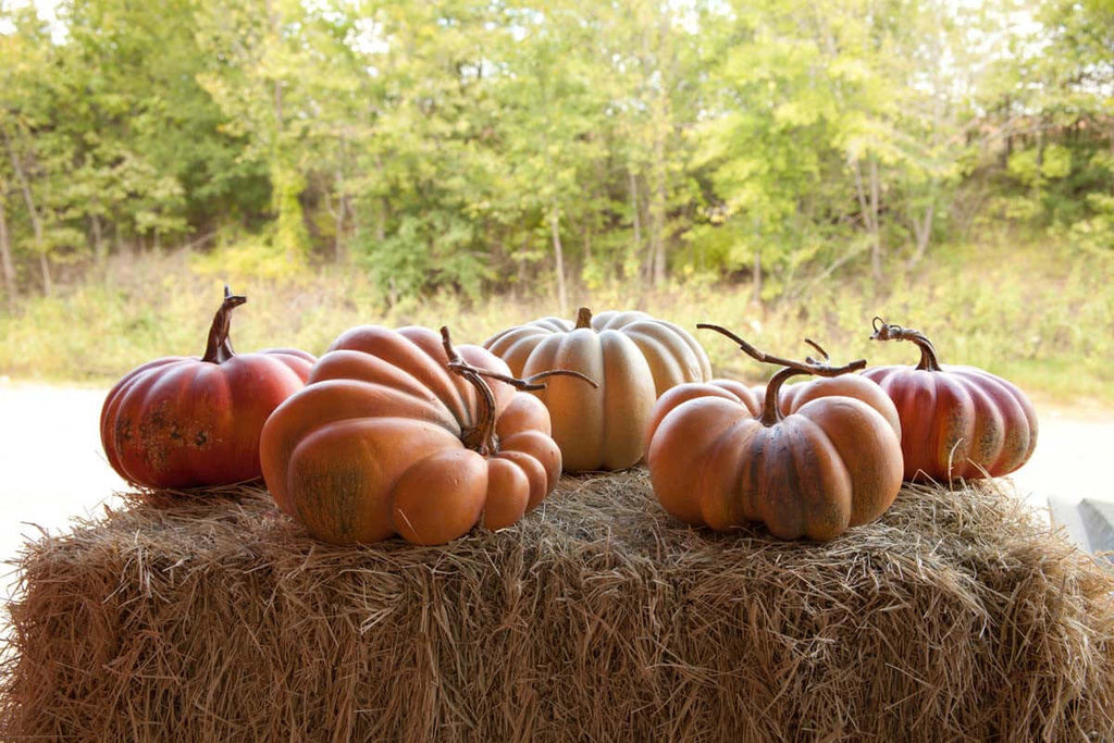 Kentucky Field Pumpkin Collection, Set of 5, Assorted Styles-Fiore Verde