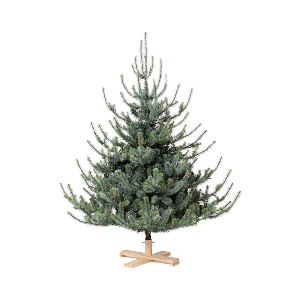 Park Hill Blue Spruce Christmas Tree, 5.5' Tree Lot-Fiore Verde