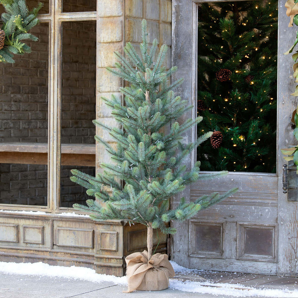 60" Burlap Wrapped Blue Spruce Seedling with LED Battery Lights-Fiore Verde