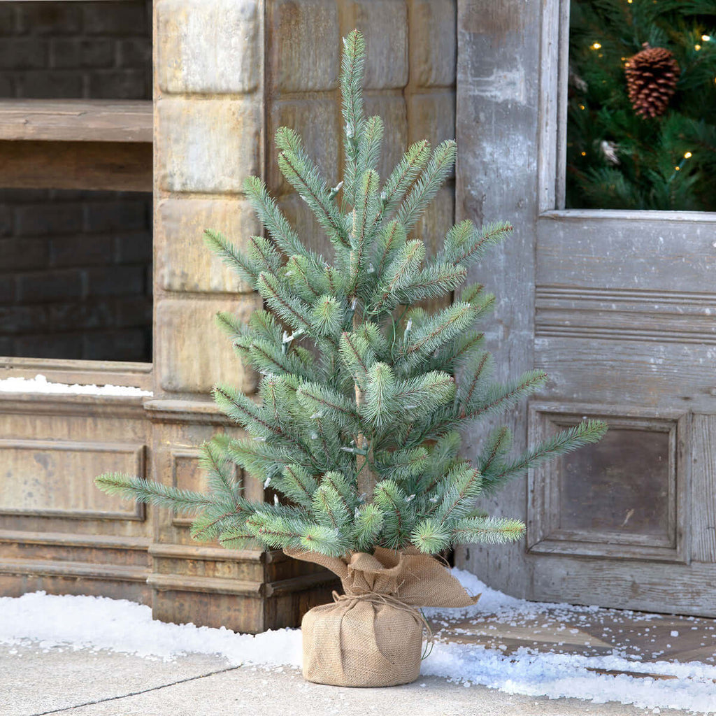 36" Burlap Wrapped Blue Spruce Seedling with LED Battery Lights-Fiore Verde